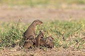 Banded Mongoose and youth in the savannah Etosha Namibia