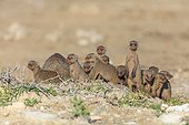Young Banded Mongooses in the savannah Etosha Namibia