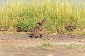 Banded Mongooses playing in the savannah Etosha Namibia