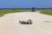 Striped mongoose on a track and vehicle Etosha Namibia