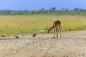 Impala and striped mongooses on a track Etosha Namibia