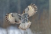 Great grey owl about to land Oulu Finland