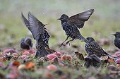 Common Starlings fighting for apples in winter