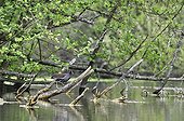 Moorhen on a branch of European alder France