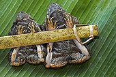 Bamboo Frog ; Two grilled frogs tied to a bamboo stick served on a banana leaf, as a snack, Chiang Mai, Thailand, Asia