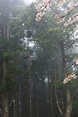 Conifère Fleur ; Forest on Ali Mountain or Alishan, Chiayi County, Taiwan, China, Asia