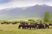 Water buffalos grazing in a meadow at spring Greece