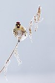 Common redpoll on a reed in winter Joensuu Finland