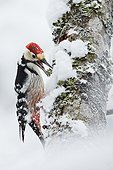 White-backed woodpecker male calling on a trunk Joensuu