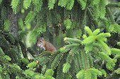 Red squirrel licking Spruce needles in a garden France