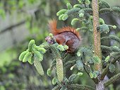 Red squirrel licking Spruce needles in a garden France