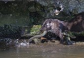 Otter having caught an eel in a river at spring GB