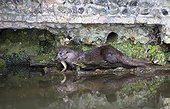 Otter having caught an eel in a river at spring GB