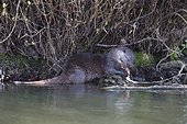 Otter having caught an eel in a river at spring GB