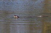 Otter having caught an eel in a river at spring GB