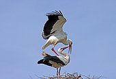 Courtship behaviour of White storks Normandy France