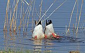 Mallard ducks diving head in water Normandy