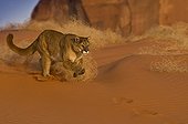 Mountain Lion running in sand Monument Valley USA