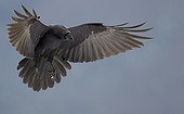 Common raven flying Spain