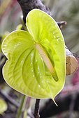Anthurium in bloom