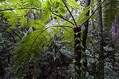 Underwood Atlantic forest Serra dos Orgaos NP Brazil