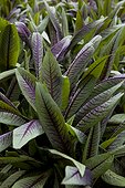 Garden Sorrel foliage State of Rio Brazil