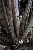 Dusky-legged Guan eggs in a nest Espirito Santo Brazil