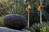 Stone and palm Botanical Garden Rio de Janeiro Brazil