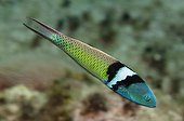 Bluehead Wrasse on the reef Guajimico Cuba