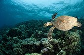 Hawksbill turtle swimming over the reef in Red Sea Egypt 