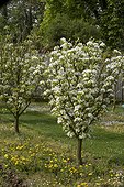 Pear trees 'Beurre Capiaumont' in bloom