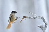 Siberian jay landing on a branch Kuusamo Finland