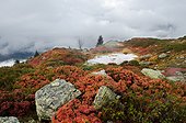 Rhododendrons and blueberries over the valley Doron Alps ; Massive Beaufortin
