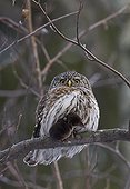 Pygmy owl on a branch with a prey Helsinki Finland