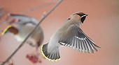 Waxwing flying Helsinki Finland