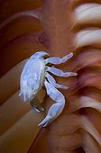 Porcelain crab pictured on seapen Anilao Luzon Philippines