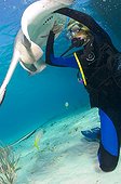 Diver and Southern Stingray Caribbean Sea Cayman Islands