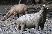 Babirusas gathering at salt-lick of Nantu Forest Sulawesi