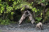 Babirusas fighting at salt-lick of Nantu Forest Sulawesi