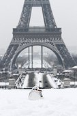 Black-headed Gull in the snow at the Trocadero Paris France