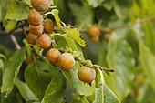 Date Plum fruits Parc Floral de Paris France