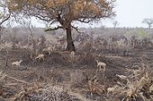 Greater Kudu in savanna burned by lightning Kruger NP