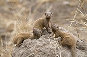Slender Mongoose alert at the burrow entrance PN Kruger