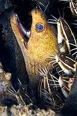 Morey Eel share hole with Coral Catfish Lembeh Strait 