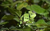 Chameleon ; Yemen Chameleon (Chamaeleo calyptratus), native to Yemen, Saudi Arabia