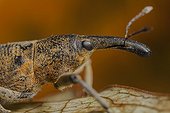 Portrait of Snout Beetle France