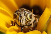 Hoverfly eating in a flower France