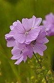 Musk-mallow flowers Himmelev Skov Denmark