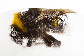 Bumble bee included in ice France