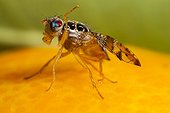 Mediterranean fruit fly cleaning itself on Orange after rain
